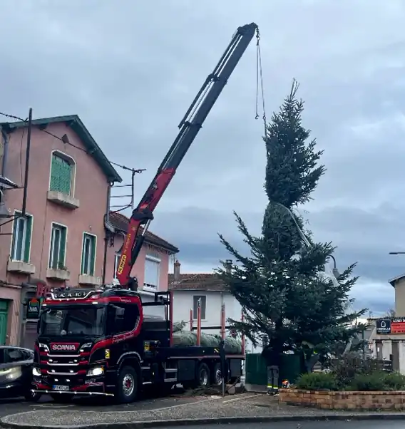 sapins 1